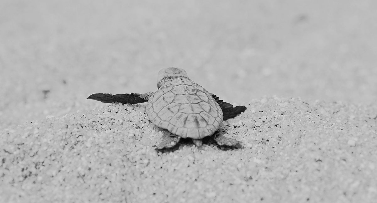 Baby sea turtle