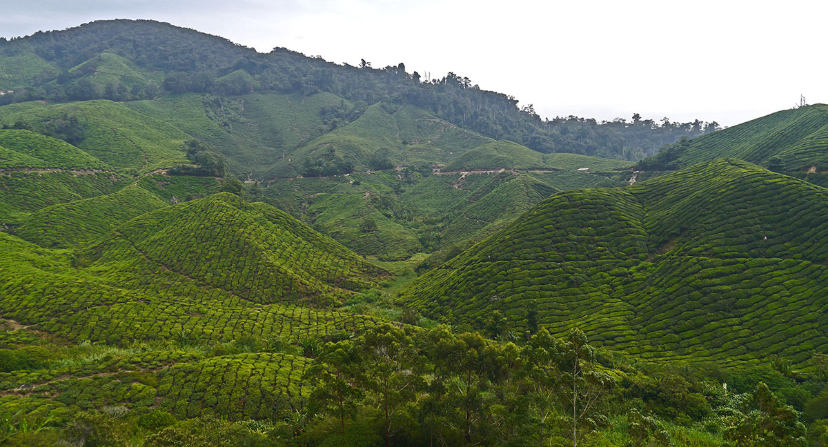 Cameron Highlands