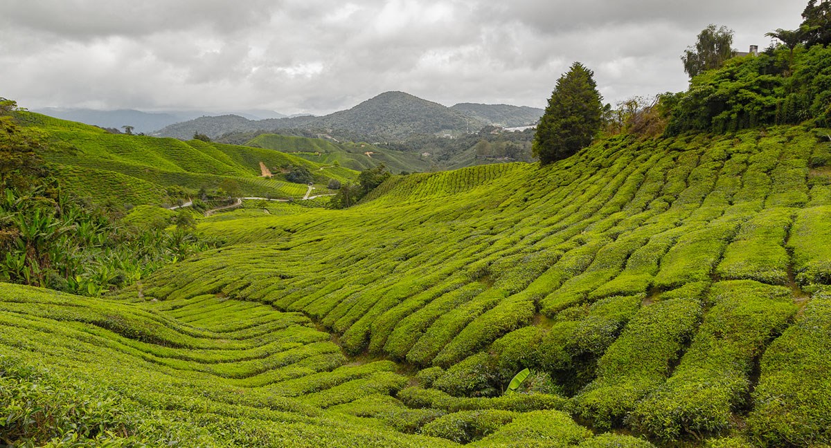2 days in the Cameron Highlands