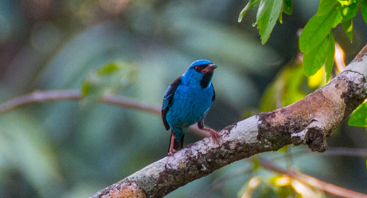 Inkaterra Walkway, Bird spotting