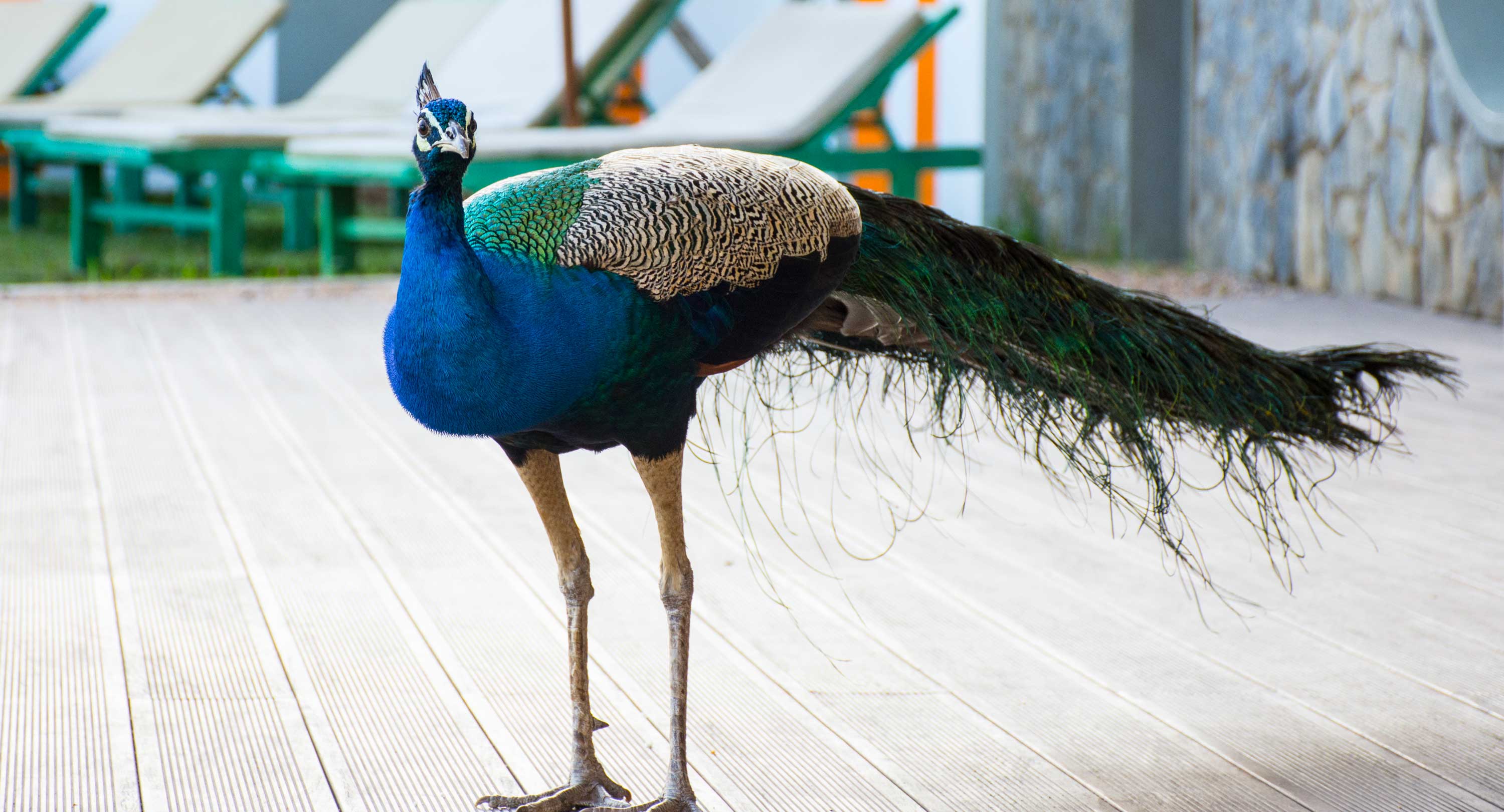 Peacock