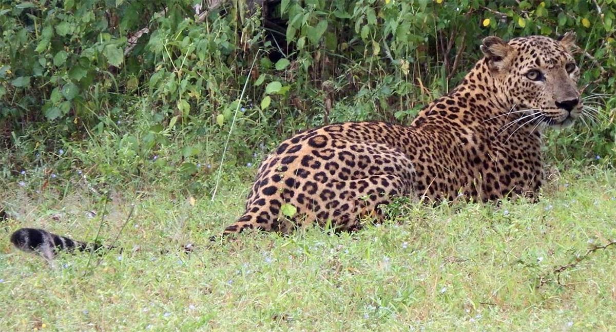 Daya Safari Yala National Park