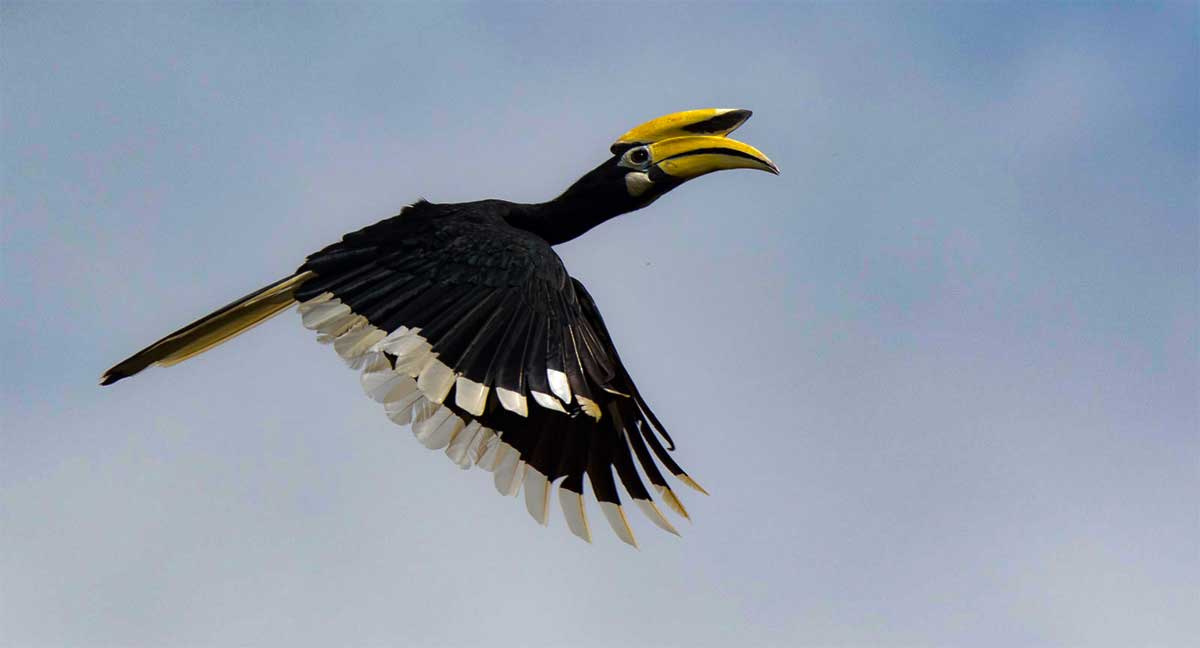 Asian Pied Hornbill